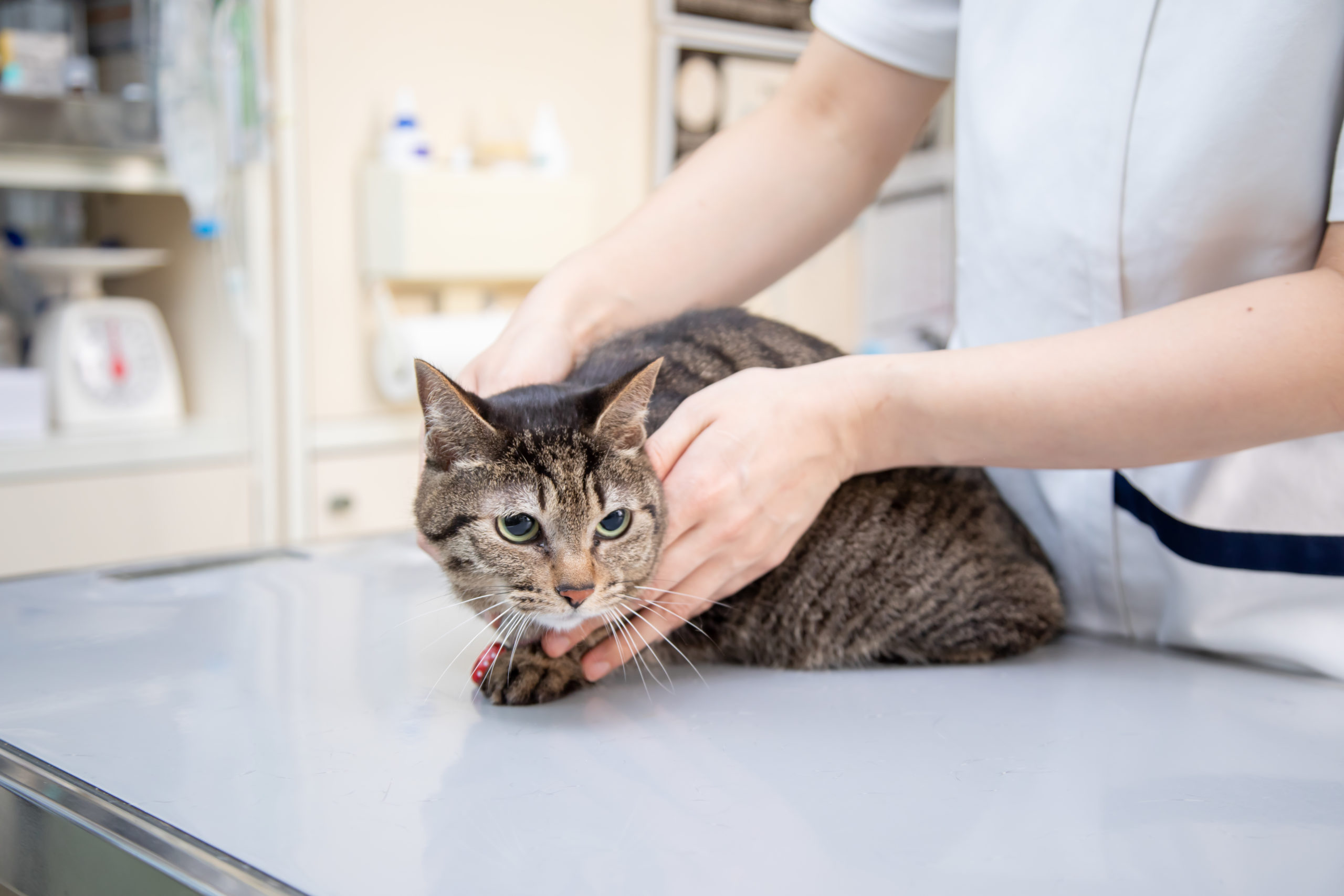本当に怖い犬猫の口のお話