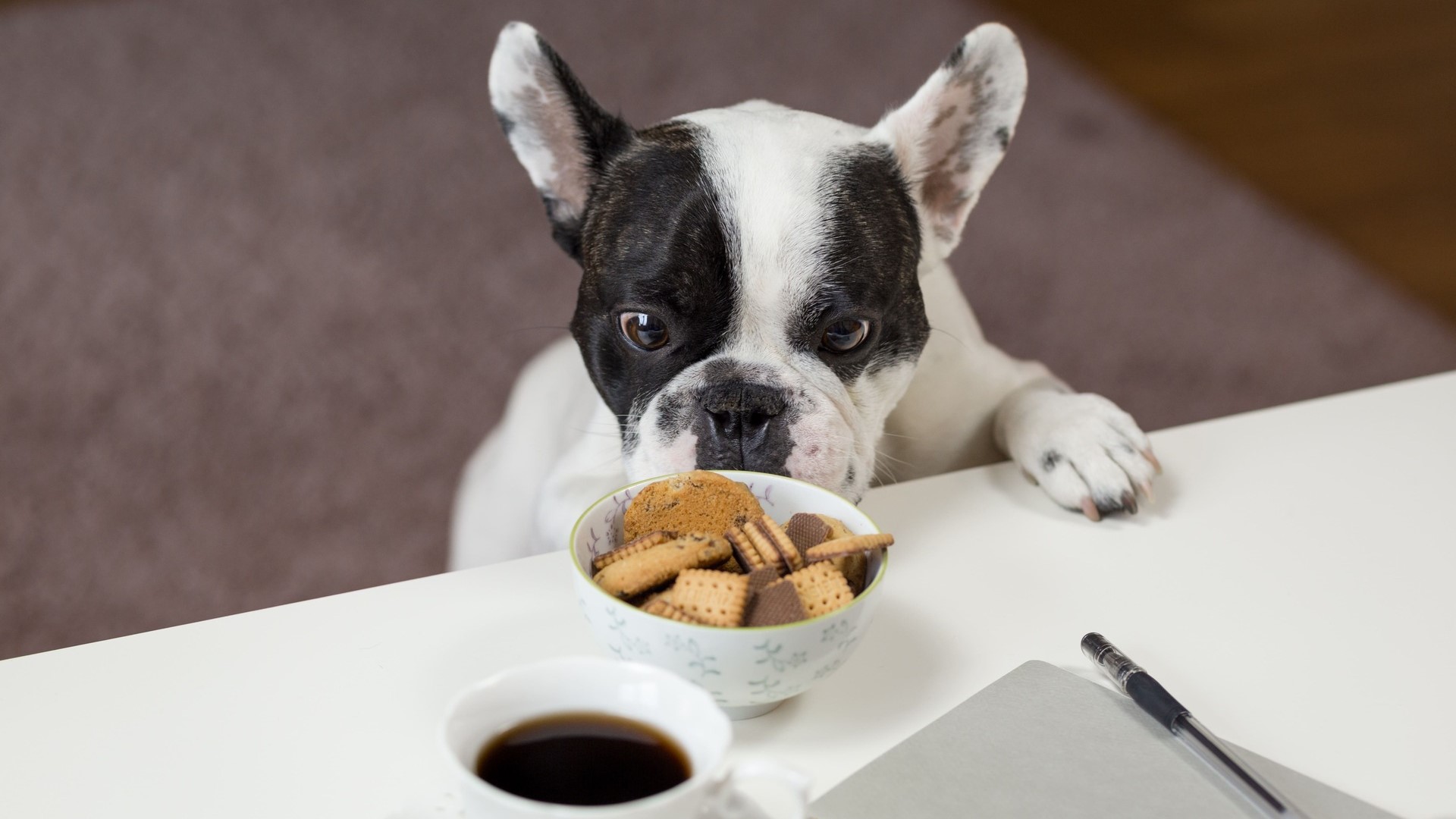 【No.9】ワンちゃんネコちゃんが口にすると危険なものとは？（食べ物以外）