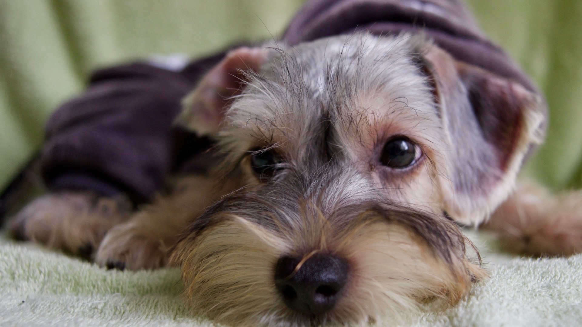 【No.11】感染したら亡くなる病気〜狂犬病ワクチンが義務なワケ